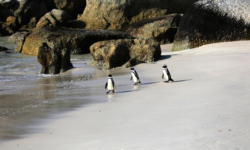 African penguins are pictured on the beach at Boulders Penguin Colony, Simon's Town, South Africa, Aug. 12, 2023. Simon's Town has the world-famous tourist attraction Penguin Beach. The African penguin is endemic to coastal areas of southern Africa. (Xinhua/Dong Jianghui)