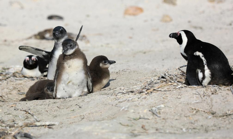 African penguins are pictured on the beach at Boulders Penguin Colony, Simon's Town, South Africa, Aug. 12, 2023. Simon's Town has the world-famous tourist attraction Penguin Beach. The African penguin is endemic to coastal areas of southern Africa. (Xinhua/Dong Jianghui)