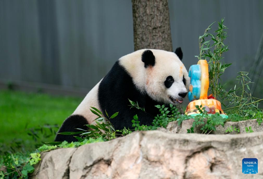 Giant panda cub Xiao Qi Ji enjoys an ice cake at Smithsonian's National Zoo in Washington, D.C., the United States, on Aug. 21, 2023. Giant panda cub Xiao Qi Ji celebrated his third birthday at the Smithsonian's National Zoo in Washington, D.C. on Monday.(Photo: Xinhua)