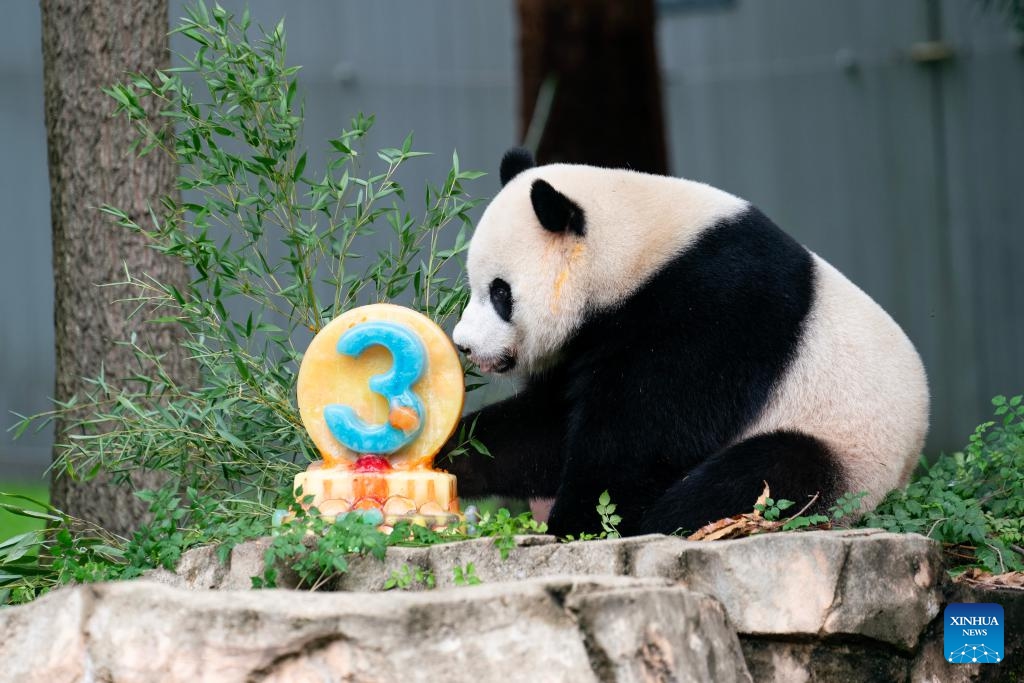 Giant panda cub Xiao Qi Ji celebrates 3rd birthday at U.S. zoo - Global ...
