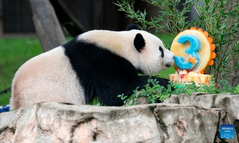 Giant panda cub Xiao Qi Ji enjoys an ice cake at Smithsonian's National Zoo in Washington, D.C., the United States, on Aug. 21, 2023. Giant panda cub Xiao Qi Ji celebrated his third birthday at the Smithsonian's National Zoo in Washington, D.C. on Monday.(Photo: Xinhua)