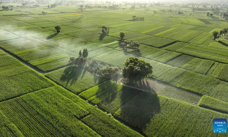 This aerial photo taken on Aug. 18, 2023 shows corn fields near Luhe River in Jingbian County, Yulin City of northwest China's Shaanxi Province. Luhe River, dubbed a mother river in Jingbian County, plays an important role in agricultural production in northern Shaanxi.(Photo: Xinhua)