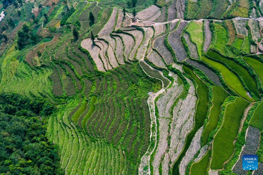 This aerial photo taken on Aug. 19, 2023 shows terraced fields in Dingshi Township, Youyang Tujia and Miao Autonomous County, southwest China's Chongqing Municipality. Youyang, one of the key beneficiary counties of state assistance for rural revitalization, has been fully availing of its unique advantages in ecological environment and indigenous tradition to promote converged development of agriculture, culture, and tourism.(Photo: Xinhua)