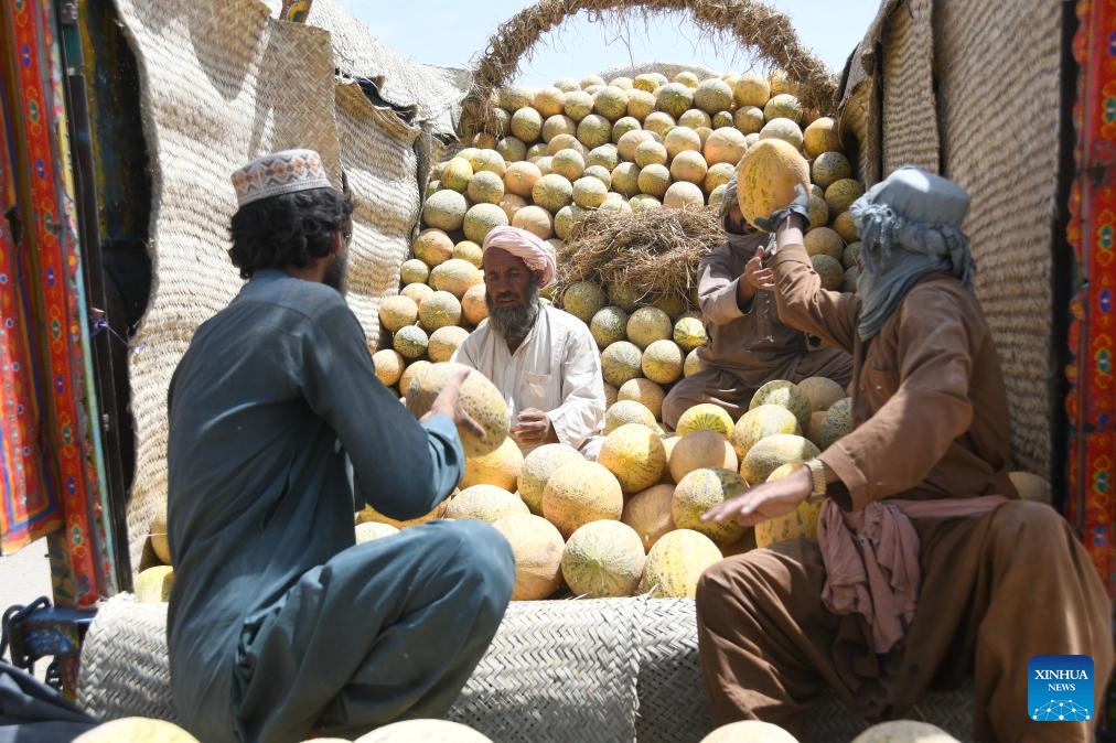 Farmers load newly-harvested melons onto a truck in Kandahar province, Afghanistan, Aug. 21, 2023. Afghan authorities have been committed to investing in the agricultural sector to create jobs and boost the country's economy.(Photo: Xinhua)