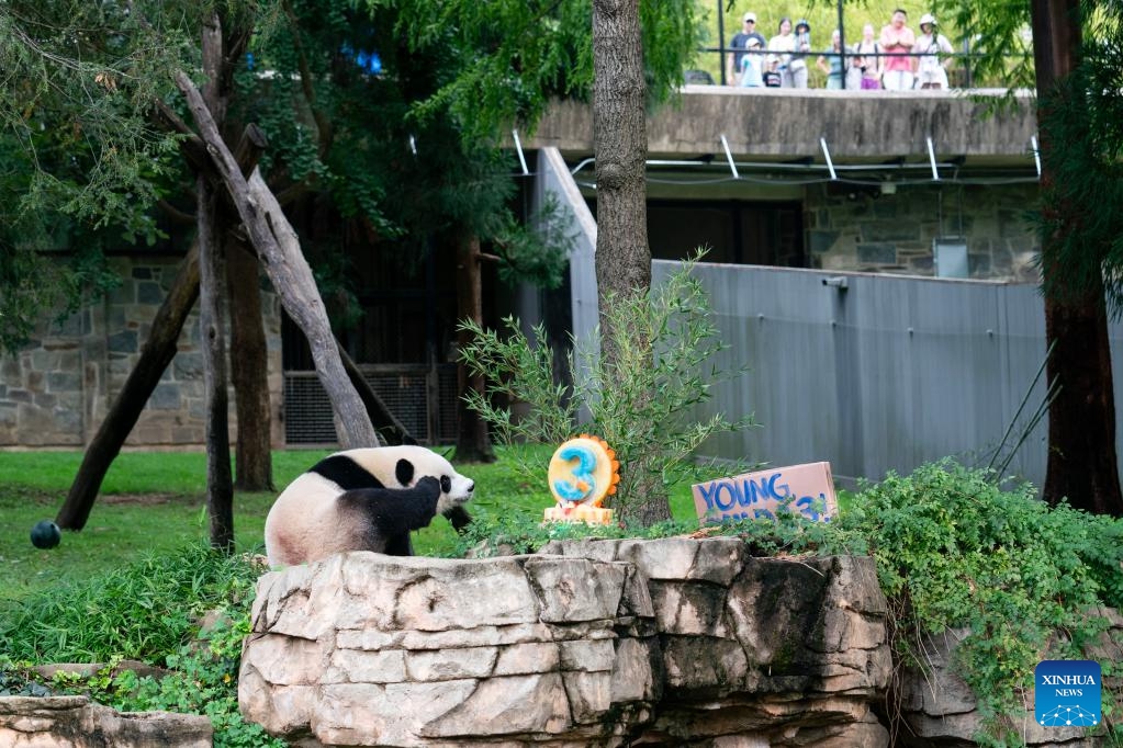 Giant panda cub Xiao Qi Ji walks to an ice cake at Smithsonian's National Zoo in Washington, D.C., the United States, on Aug. 21, 2023. Giant panda cub Xiao Qi Ji celebrated his third birthday at the Smithsonian's National Zoo in Washington, D.C. on Monday.(Photo: Xinhua)