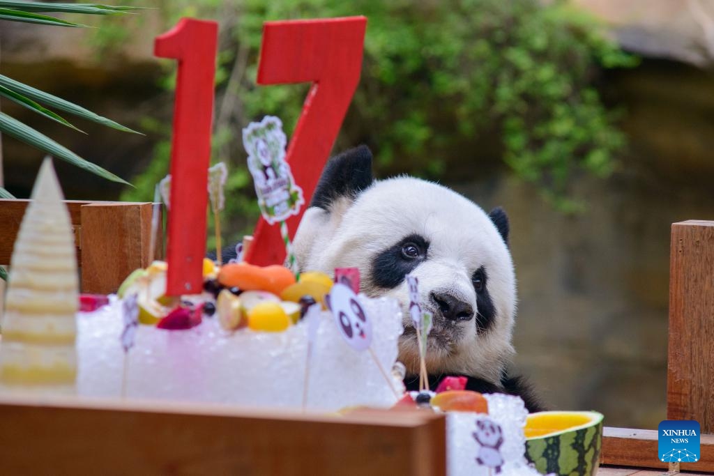 Giant panda Xing Xing enjoys birthday treats at the Giant Panda Conservation Center in Zoo Negara near Kuala Lumpur, Malaysia, Aug. 23, 2023. Giant panda couple Xing Xing and Liang Liang continue to play their role as ambassadors to Malaysia as the couple turned 17 on Wednesday.(Photo: Xinhua)