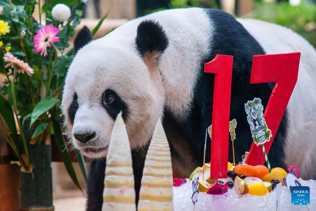 Giant panda Xing Xing enjoys birthday treats at the Giant Panda Conservation Center in Zoo Negara near Kuala Lumpur, Malaysia, Aug. 23, 2023. Giant panda couple Xing Xing and Liang Liang continue to play their role as ambassadors to Malaysia as the couple turned 17 on Wednesday. (Photo: Xinhua)