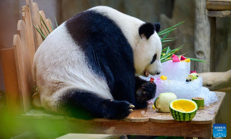 Giant panda Liang Liang enjoys birthday treats at the Giant Panda Conservation Center in Zoo Negara near Kuala Lumpur, Malaysia, Aug. 23, 2023. Giant panda couple Xing Xing and Liang Liang continue to play their role as ambassadors to Malaysia as the couple turned 17 on Wednesday.(Photo: Xinhua)