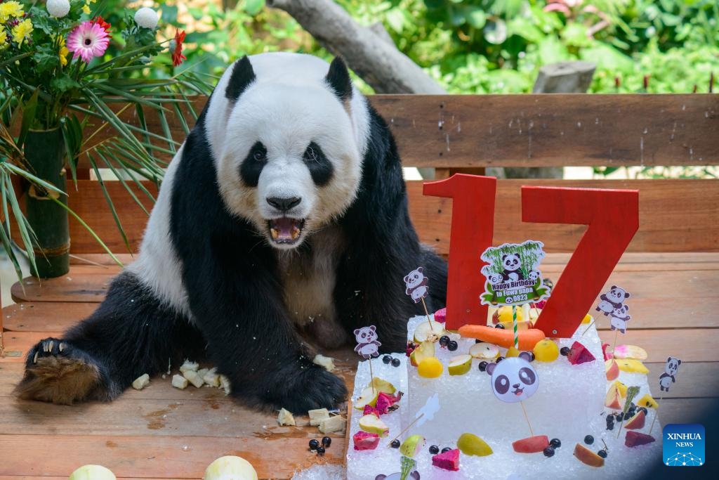 Giant panda Liang Liang enjoys birthday treats at the Giant Panda Conservation Center in Zoo Negara near Kuala Lumpur, Malaysia, Aug. 23, 2023. Giant panda couple Xing Xing and Liang Liang continue to play their role as ambassadors to Malaysia as the couple turned 17 on Wednesday.(Photo: Xinhua)