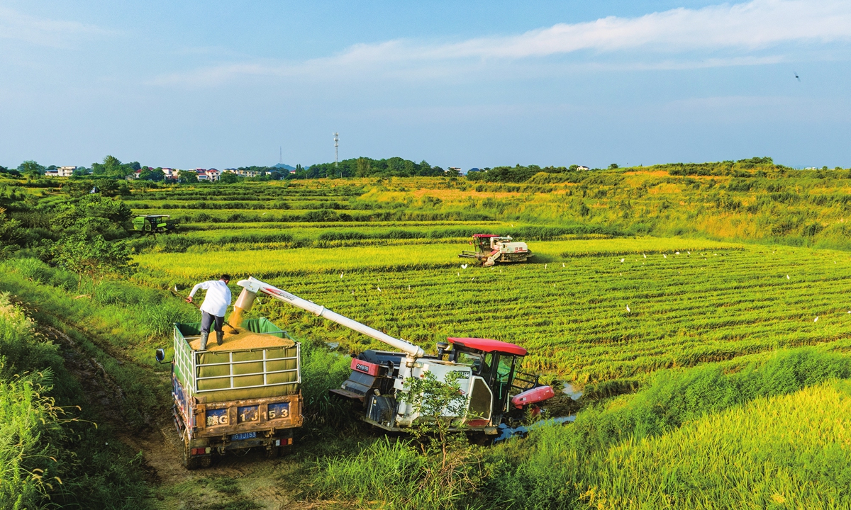 Grain farmers harvest regenerated rice in Jiujiang, East China's Jiangxi Province on August 25, 2023. The local government has been standardizing production, aiming to boost grain and edible oil production through high efficiency. Photo: VCG