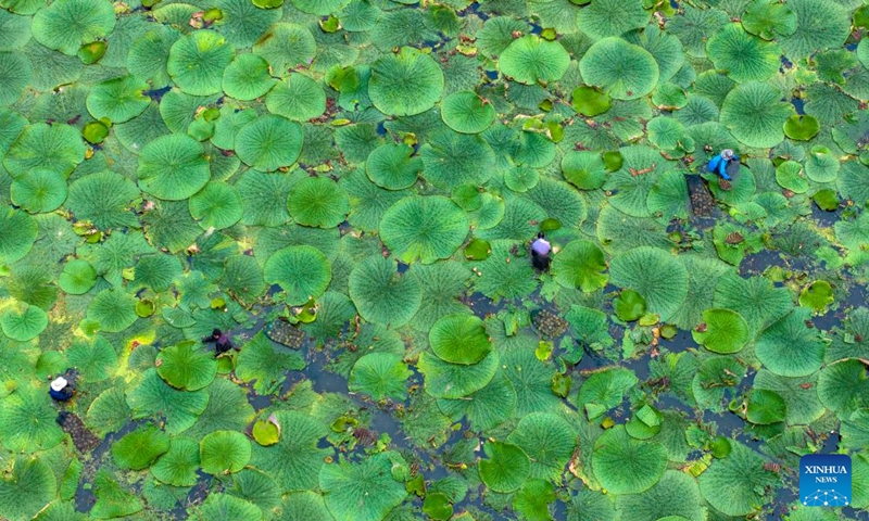 This aerial photo taken on Aug. 26, 2023 shows farmers harvesting gorgon fruit at Shenyu Village of Taizhou City, east China's Jiangsu Province. Photo: Xinhua