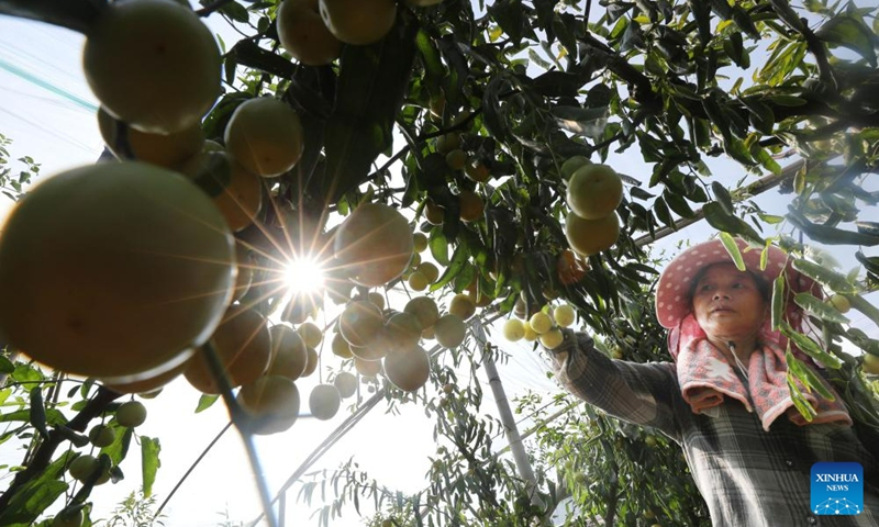 A villager harvests winter jujubes at Yonghe Village of Hengyang City, central China's Hunan Province, Aug. 26, 2023. Photo: Xinhua