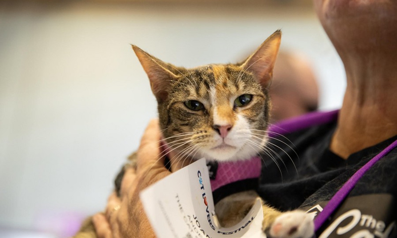 A cat is seen during the Cat Lovers' Festival in Sydney, Australia on Aug. 26, 2023. Photo: Xinhua