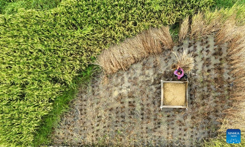 This aerial photo taken on Aug. 26, 2023 shows a villager harvesting paddy rice at Dianzhai Village of Kaiyang County, southwest China's Guizhou Province. Photo: Xinhua