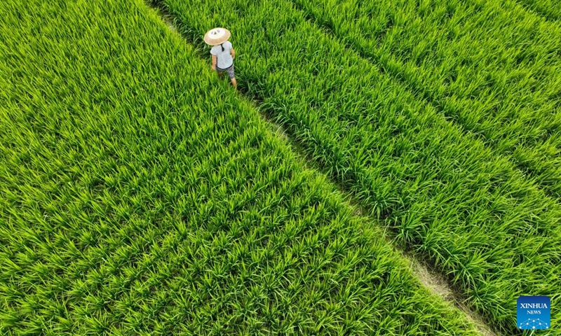 This aerial photo taken on Aug. 26, 2023 shows a farmer checking the growth of paddy rice in Daoxian County of Yongzhou, central China's Hunan Province. Photo: Xinhua