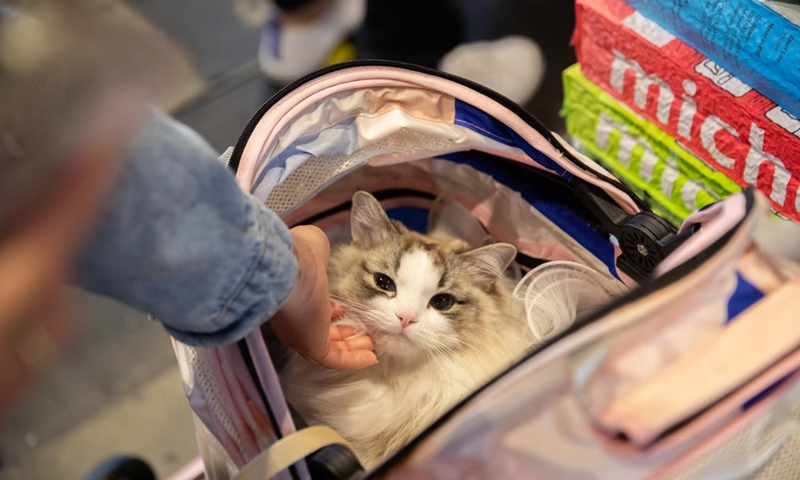 A cat is seen during the Cat Lovers' Festival in Sydney, Australia on Aug. 26, 2023. Photo: Xinhua