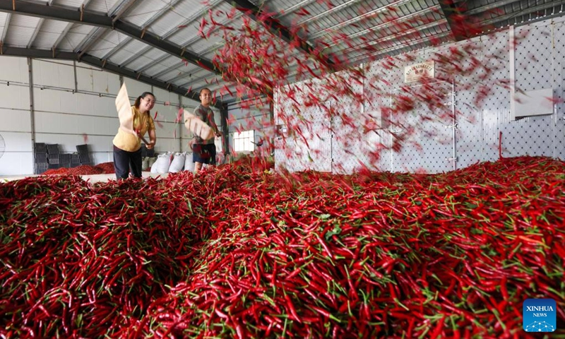 Villagers arrange newly-harvested red chilies at Dashulin Village of Cengong County in southwest China's Guizhou Province, Aug. 26, 2023. Photo: Xinhua