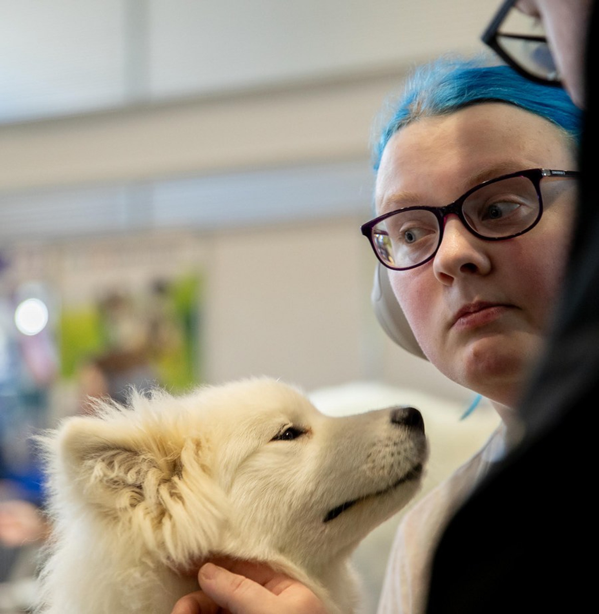 A visitor fondles a dog during the Dog Lovers' Festival in Sydney, Australia on Aug. 26, 2023. Photo: Xinhua