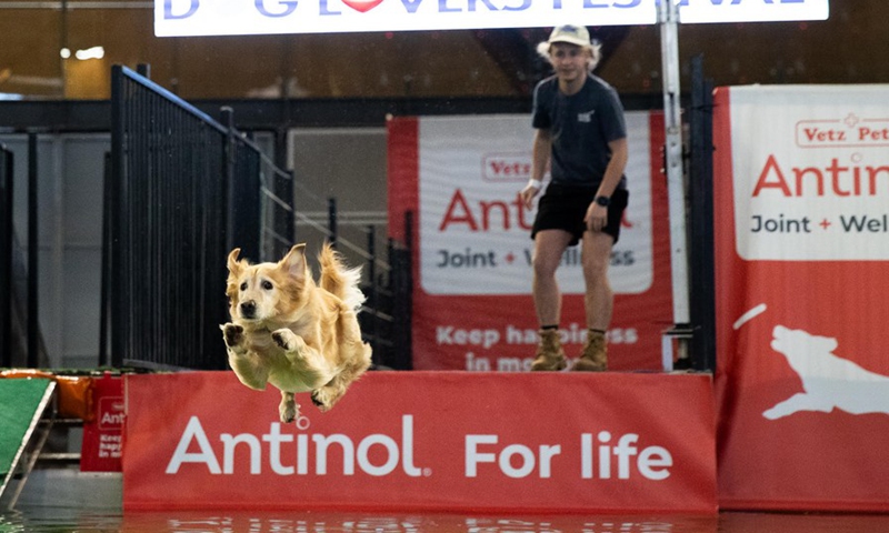 A dog is seen in a show during the Dog Lovers' Festival in Sydney, Australia on Aug. 26, 2023. Photo: Xinhua