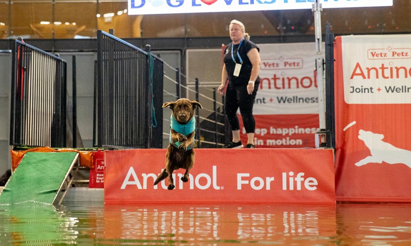 A dog is seen in a show during the Dog Lovers' Festival in Sydney, Australia on Aug. 26, 2023. Photo: Xinhua