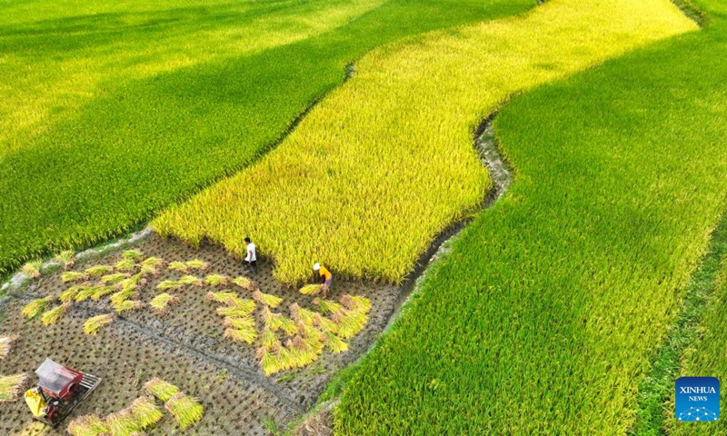 This aerial photo taken on Aug. 25, 2023 shows villagers harvesting paddy rice at Xiama Village of Chenzhou City, central China's Hunan Province. Photo: Xinhua