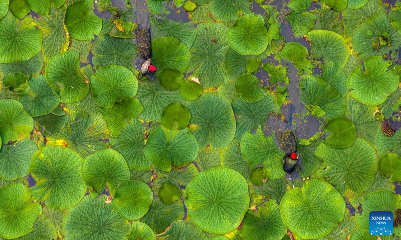 This aerial photo taken on Aug. 26, 2023 shows farmers harvesting gorgon fruit at Shenyu Village of Taizhou City, east China's Jiangsu Province. Photo: Xinhua