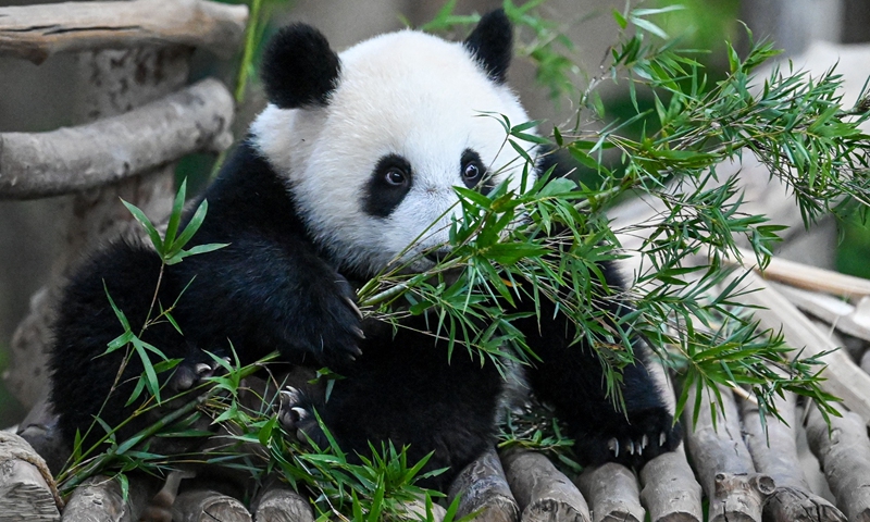 Giant panda Sheng Yi  Photo: VCG 