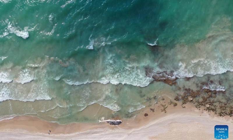 This aerial photo taken on Aug. 28, 2023 shows the carcass of a 10-meter-long sperm whale on Ga'ash Beach, to the north of Tel Aviv, Israel(Photo: Xinhua)