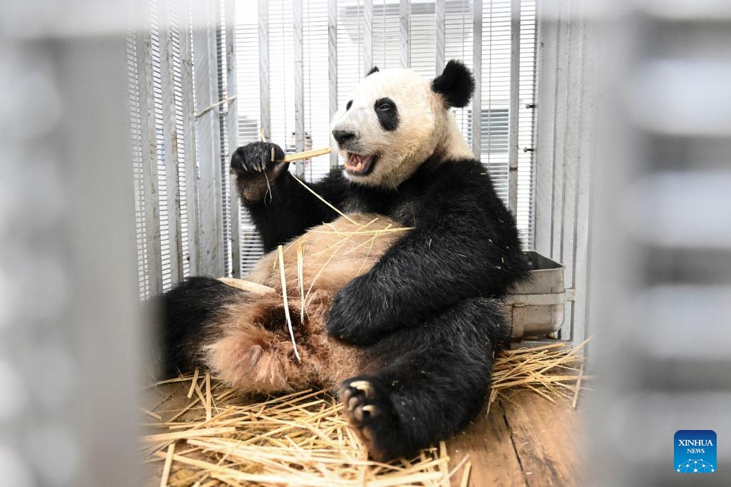 Giant panda Sheng Yi waits to board a plane at the Kuala Lumpur International Airport in Sepang, Malaysia, Aug. 29, 2023. Giant panda cubs Yi Yi and Sheng Yi returned to China late on Tuesday, bringing their stay in Malaysia to a close as they reach maturity.(Photo: Xinhua)