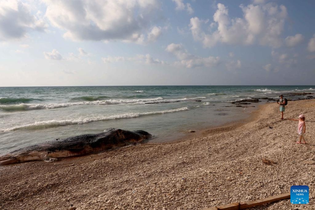 This photo taken on Aug. 28, 2023 shows the carcass of a 10-meter-long sperm whale on Ga'ash Beach, to the north of Tel Aviv, Israel.(Photo: Xinhua)