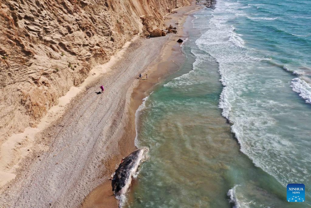 This aerial photo taken on Aug. 28, 2023 shows the carcass of a 10-meter-long sperm whale on Ga'ash Beach, to the north of Tel Aviv, Israel(Photo: Xinhua)