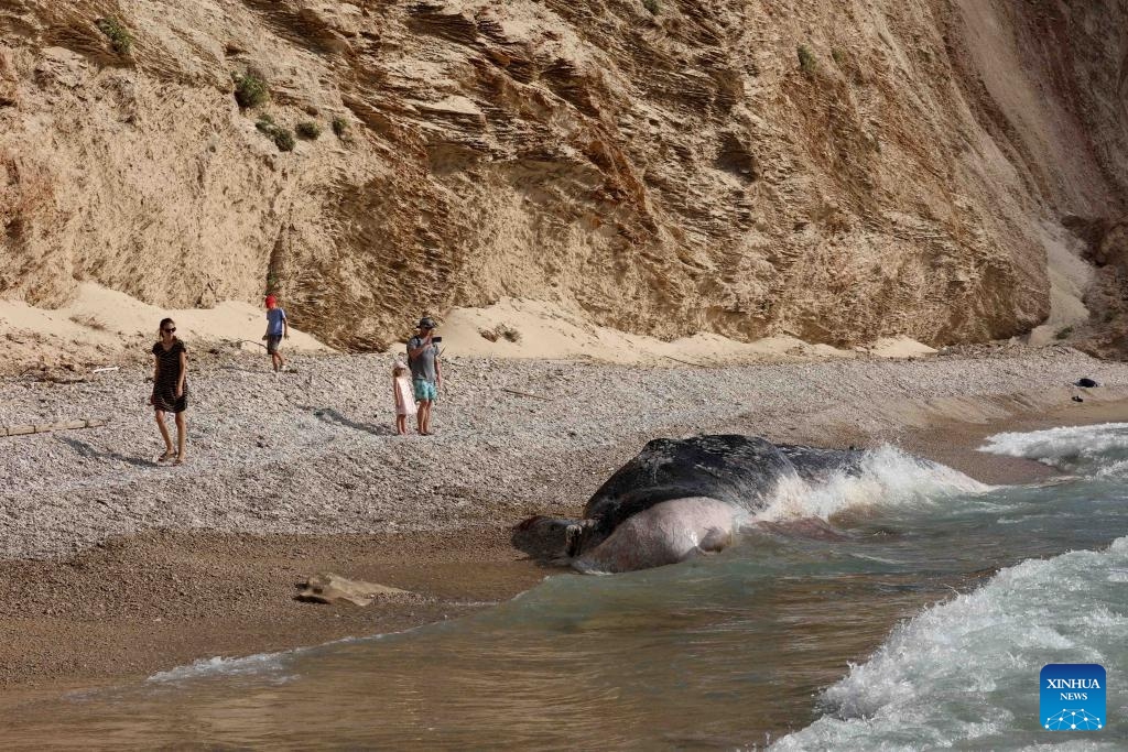 This photo taken on Aug. 28, 2023 shows the carcass of a 10-meter-long sperm whale on Ga'ash Beach, to the north of Tel Aviv, Israel.(Photo: Xinhua)