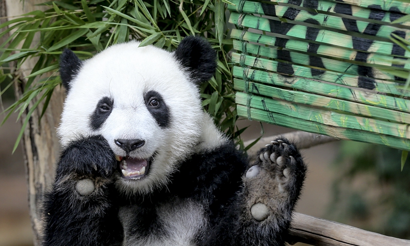 Giant panda Yi Yi  Photo: VCG 