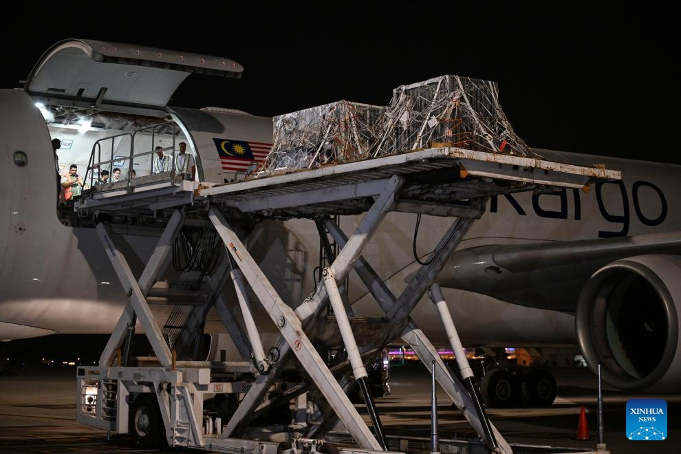 Giant pandas Yi Yi and Sheng Yi board a plane at the Kuala Lumpur International Airport in Sepang, Malaysia, Aug. 29, 2023. Giant panda cubs Yi Yi and Sheng Yi returned to China late on Tuesday, bringing their stay in Malaysia to a close as they reach maturity(Photo: Xinhua)