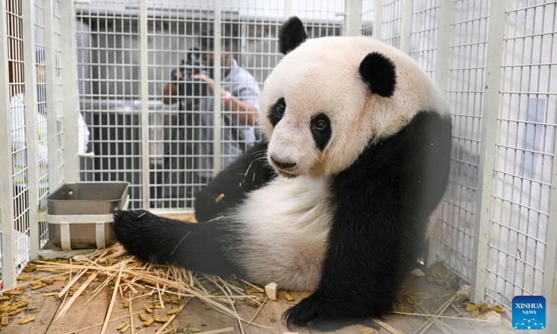 Giant panda Yi Yi waits to board a plane at the Kuala Lumpur International Airport in Sepang, Malaysia, Aug. 29, 2023. Giant panda cubs Yi Yi and Sheng Yi returned to China late on Tuesday, bringing their stay in Malaysia to a close as they reach maturity.(Photo: Xinhua)