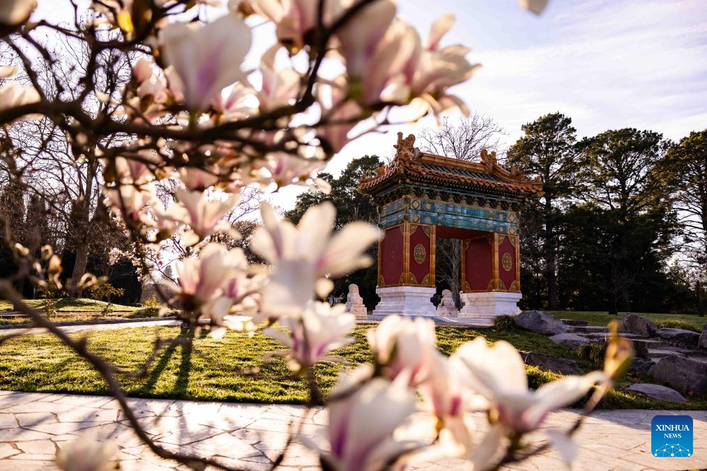 This photo taken on Aug. 30, 2023 shows magnolia flowers at the Beijing Garden by Lake Burley Griffin in Canberra, Australia. The Beijing Garden, completed in 2014, is a precious gift from the municipal government of China's capital Beijing to its sister city of Canberra.(Photo: Xinhua)