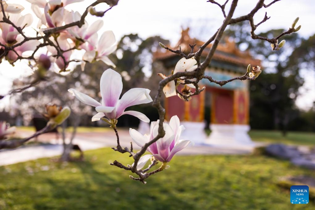 This photo taken on Aug. 30, 2023 shows magnolia flowers at the Beijing Garden by Lake Burley Griffin in Canberra, Australia. The Beijing Garden, completed in 2014, is a precious gift from the municipal government of China's capital Beijing to its sister city of Canberra.(Photo: Xinhua)