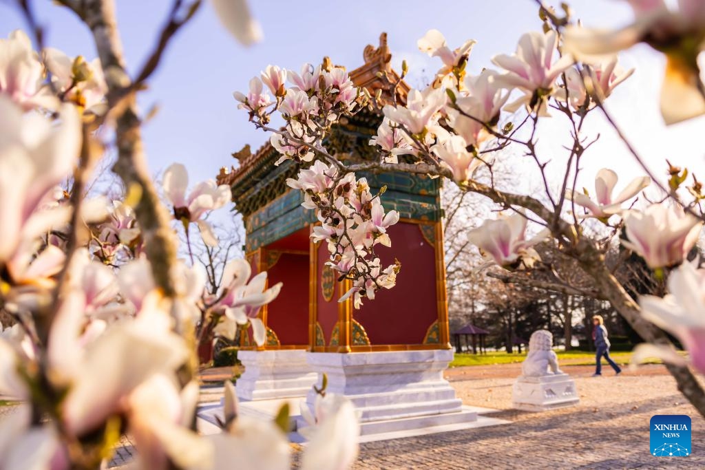 This photo taken on Aug. 30, 2023 shows magnolia flowers at the Beijing Garden by Lake Burley Griffin in Canberra, Australia. The Beijing Garden, completed in 2014, is a precious gift from the municipal government of China's capital Beijing to its sister city of Canberra.(Photo: Xinhua)