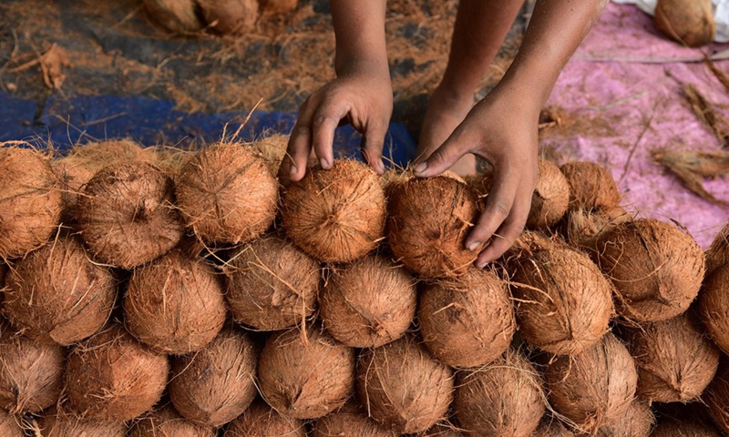 A roadside vendor sells coconuts in Morigaon district of India's northeastern state of Assam, Sept. 2, 2023. Photo: Xinhua