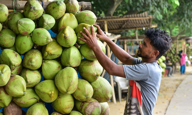 A roadside vendor arranges coconuts for sale in Morigaon district of India's northeastern state of Assam, Sept. 2, 2023. Photo: Xinhua