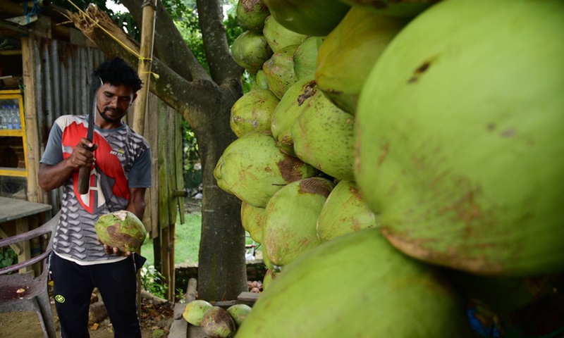 A roadside vendor sells coconuts on World Coconut Day, in Morigaon district of India's northeastern state of Assam, Sept. 2, 2023. Photo: Xinhua