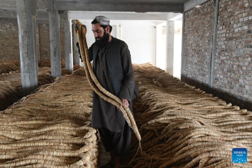 A man arranges dried figs at a market in Kandahar province, Afghanistan, Sept. 4, 2023. Figs are widely grown in southern Kandahar and the neighboring Helmand and Zabul provinces. The sweet fruit is used as a medicine in traditional homeopathic treatment in the war-torn country.(Photo: Xinhua)