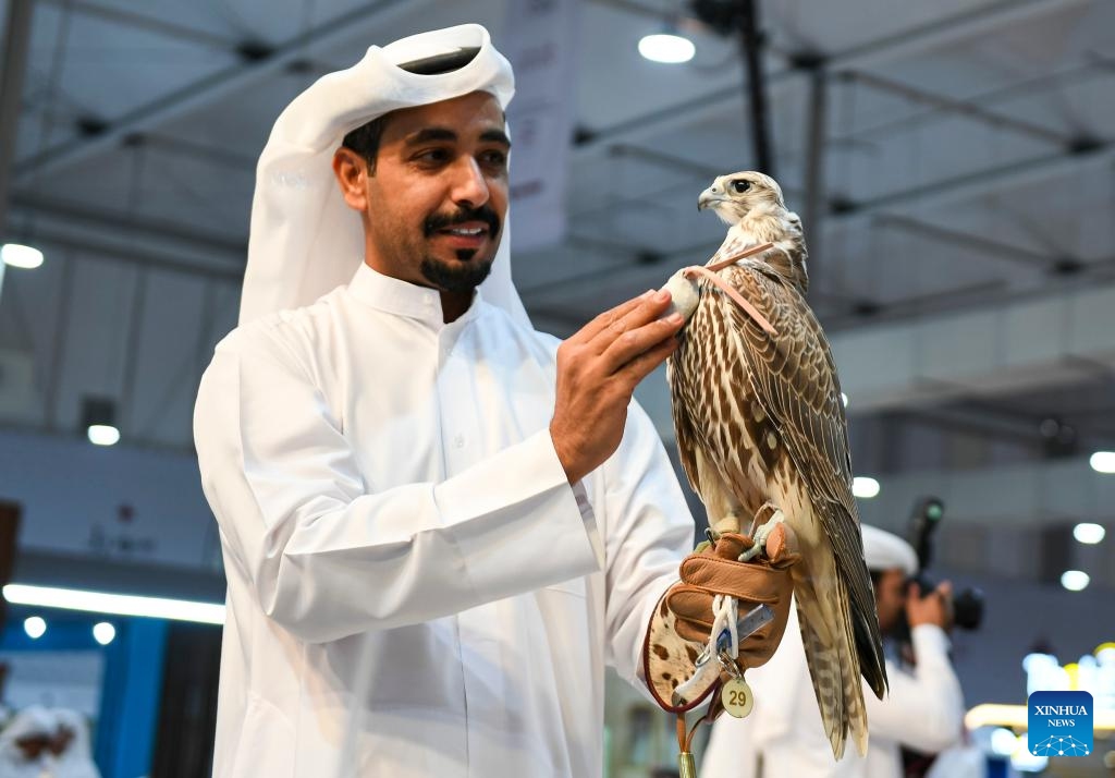 An exhibitor shows a falcon during the seventh edition of Katara International Hunting and Falcons Exhibition 2023 at Katara Cultural Village in Doha, Qatar, Sept. 5, 2023. The event is held here from Sept. 5 to 9 with the participation of more than 190 international exhibitors.(Photo: Xinhua)