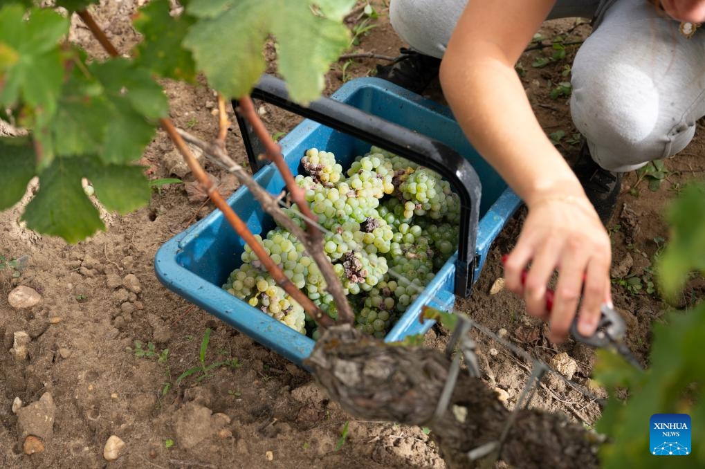 A worker collects grapes at Carbonnieux Castle in Leognan, Bordeaux, France, Sept. 4, 2023. The white grape harvest has begun in Bordeaux, southwest of France.(Photo: Xinhua)