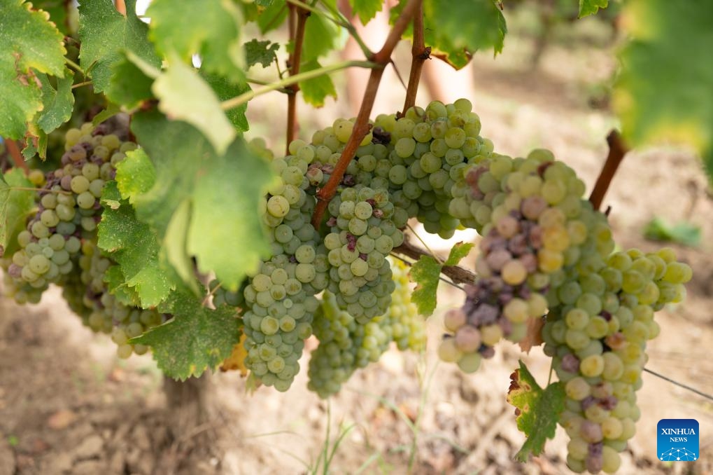 This photo taken on Sept. 4, 2023 shows grapes at Carbonnieux Castle in Leognan, Bordeaux, France. The white grape harvest has begun in Bordeaux, southwest of France.(Photo: Xinhua)