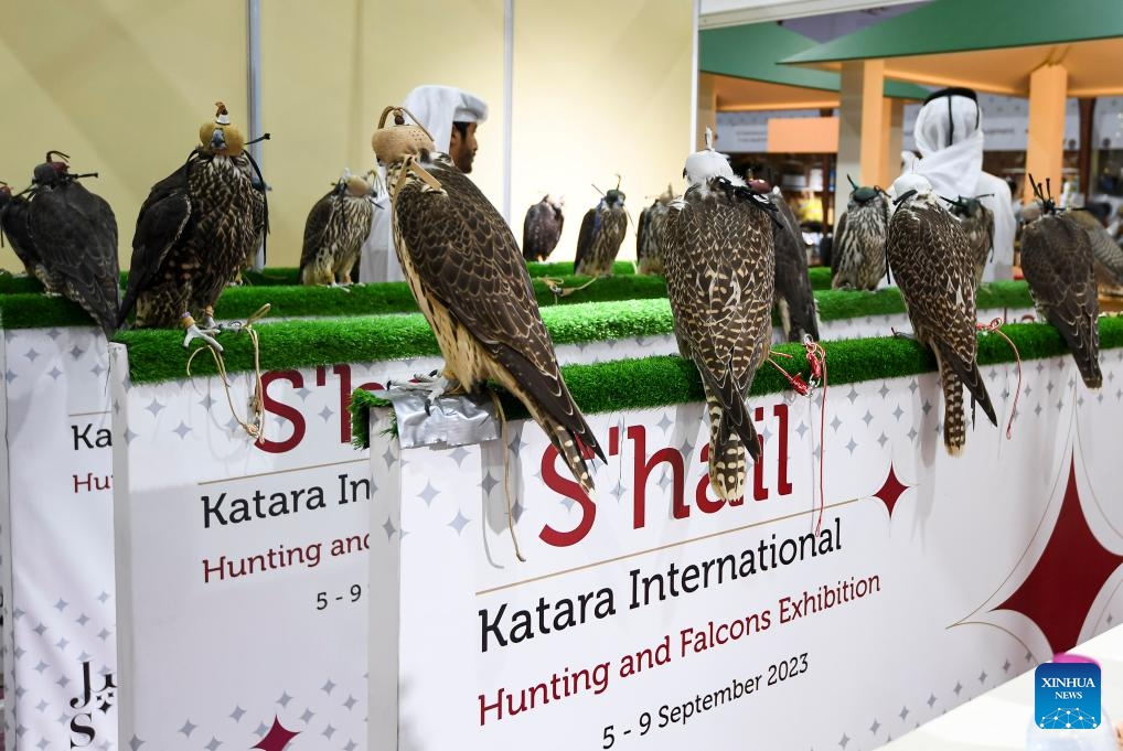 Falcons are displayed during the seventh edition of Katara International Hunting and Falcons Exhibition 2023 at Katara Cultural Village in Doha, Qatar, Sept. 5, 2023. The event is held here from Sept. 5 to 9 with the participation of more than 190 international exhibitors.(Photo: Xinhua)