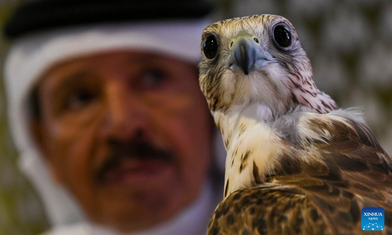 A visitor holds a falcon during the seventh edition of Katara International Hunting and Falcons Exhibition 2023 at Katara Cultural Village in Doha, Qatar, Sept. 5, 2023. The event is held here from Sept. 5 to 9 with the participation of more than 190 international exhibitors.(Photo: Xinhua)