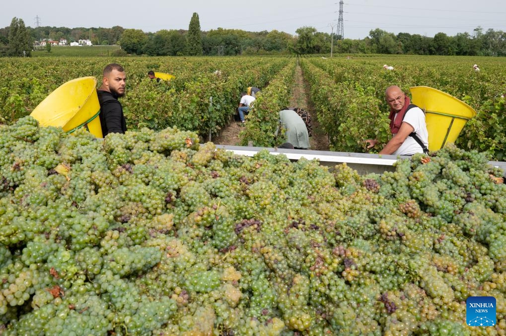 People collect grapes at Carbonnieux Castle in Leognan, Bordeaux, France, Sept. 4, 2023. The white grape harvest has begun in Bordeaux, southwest of France.(Photo: Xinhua)