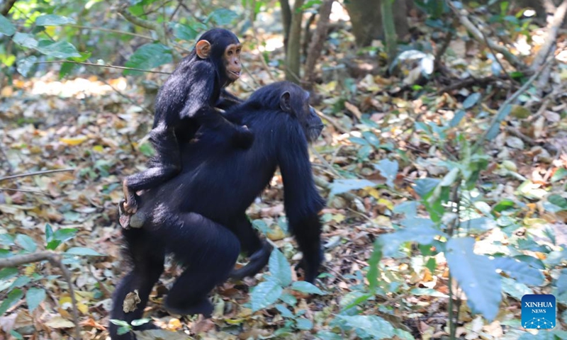 This photo taken on Sept. 2, 2023 shows chimpanzees in Gombe National Park in Tanzania. Located in northwestern Tanzania, Gombe National Park is one of Tanzania's smallest national parks, but rich in flora and fauna including the endangered chimpanzees.(Photo: Xinhua)