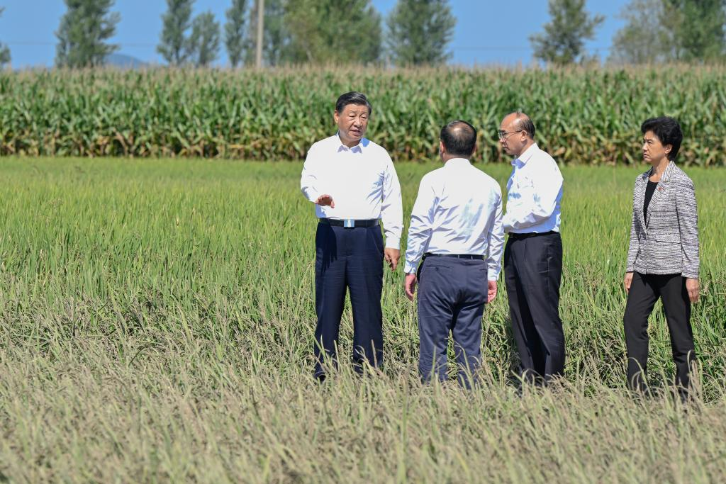 General Secretary of the Communist Party of China Central Committee Xi Jinping, also Chinese president and chairman of the Central Military Commission, walks into the fields to check the impact of the floods on the rice crops in the village of Longwangmiao, Shangzhi City, northeast China's Heilongjiang Province, Sep 7, 2023. Xi on Thursday visited flood-affected villagers in the city of Shangzhi, northeast China's Heilongjiang Province. Photo:Xinhua